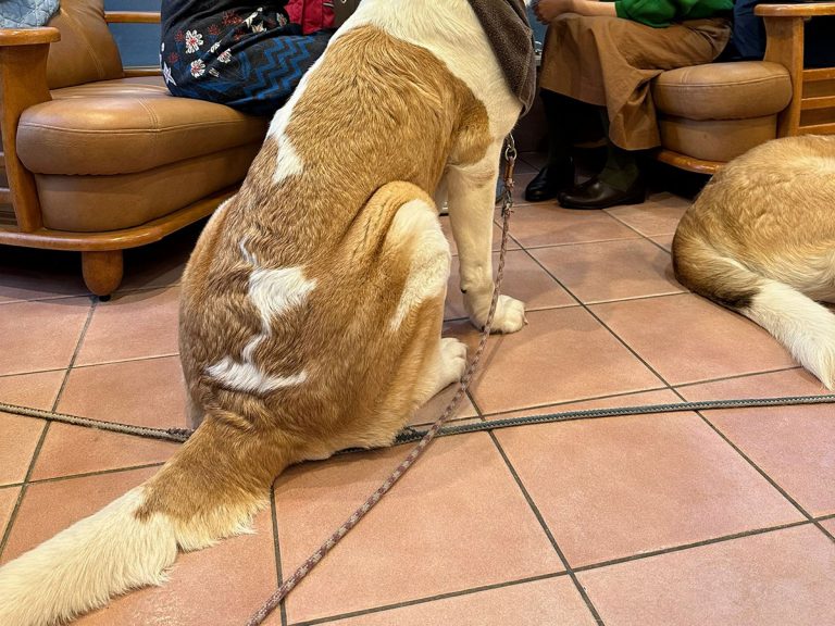 Japanese café offers meal-watch plan where St. Bernards stare longingly at you during your meal