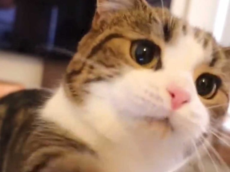 Munchkin cat’s bossy demands for food are adorably unsucessful