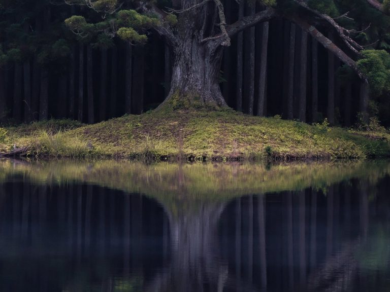 Mysterious tree looks like it belongs in a scene from Princess Mononoke