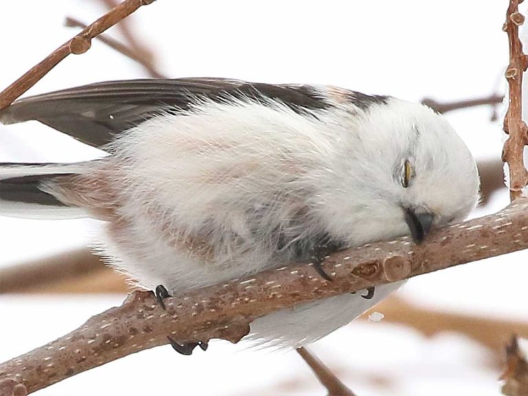 Viral photo shows Japan’s cutest bird in rare “sleepy” pose