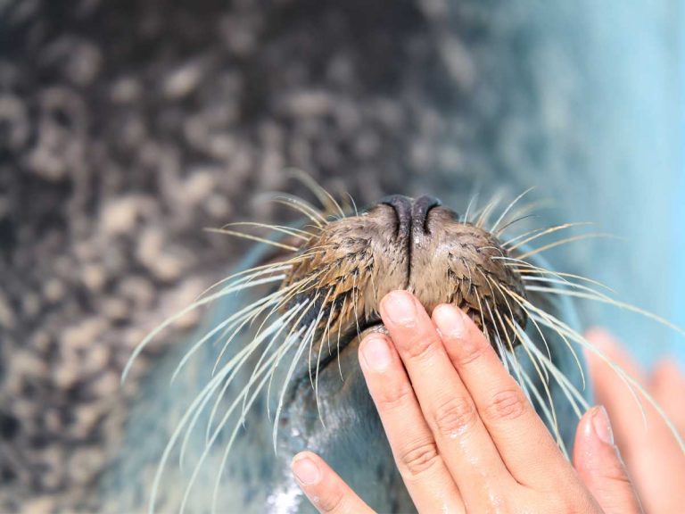 Lovey-dovey spotted seal and zookeeper couple in Japan melts hearts online