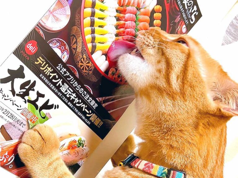 Cat’s love for tuna nigiri sushi knows no bounds