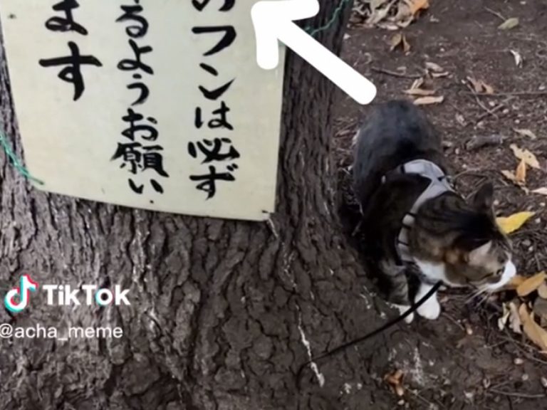 “Please make sure to take home your mistress’s poop.”  Startling sign in Japanese park shows the importance of kanji