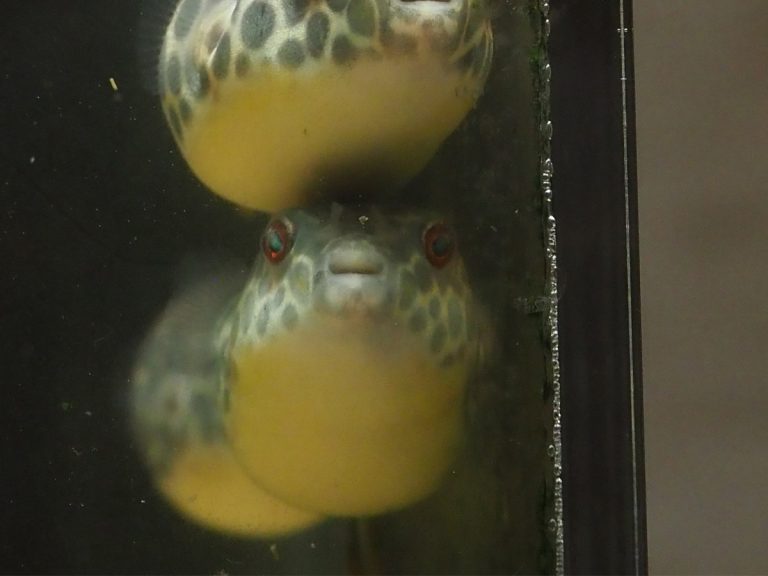 Super hungry pufferfish haunt institute staff with adorably irresitable glares