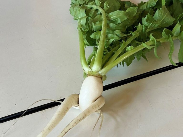 Sexy daikon harvested in Japan wows online with supermodel good looks