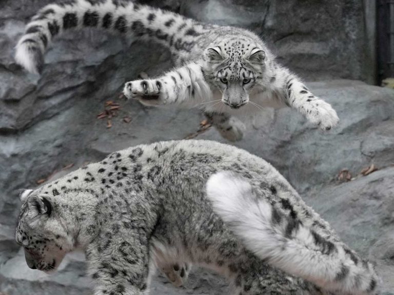 Majestic snow leopard wows crowd in Japan with trolling pounces