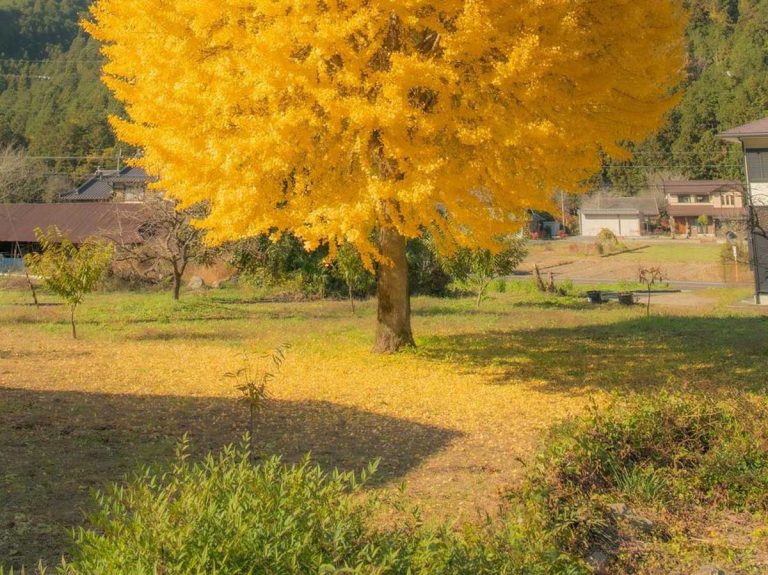 Photographer finds most delicious looking tree in Japan