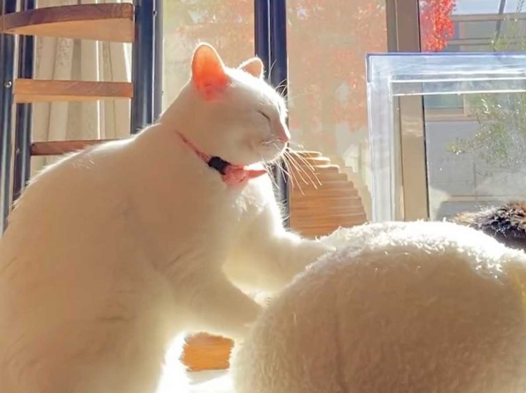 Cat in Japan dubbed the god of making biscuits after starring in too soothing video