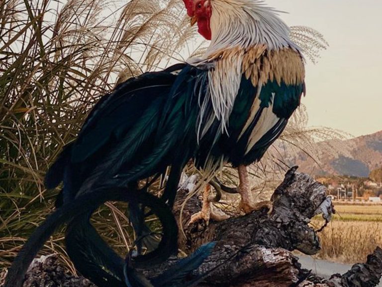 The chicken so cool that Japan designated it a Natural Monument