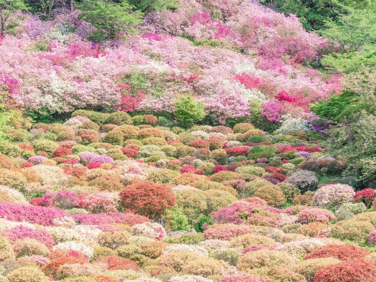 The beauty of nature in Japan transcends the moment