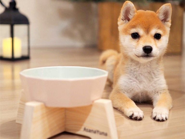 Protect your dog from the risks of speed-eating with this ingenious Japanese food dish