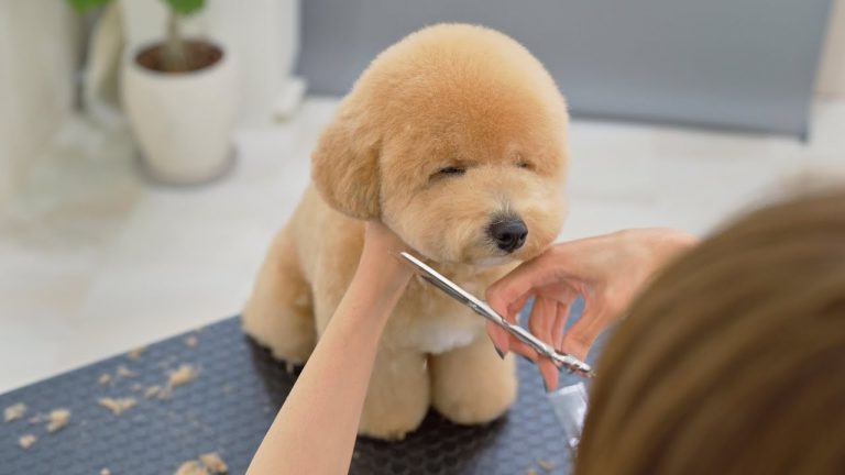 Videos of puppies getting pampered at a Japanese grooming salon will melt your heart