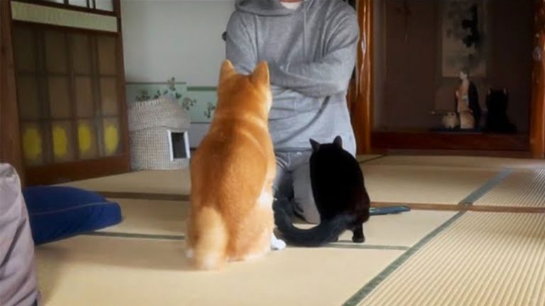 Et tu, Brute? Shiba inu hilariously betrays cat during her Japanese owner’s scolding