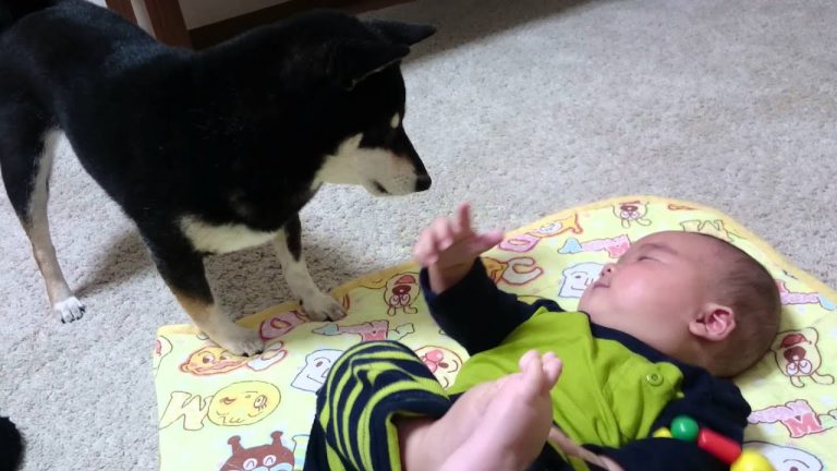 Shiba inu has the most adorable way of calming down baby buddy