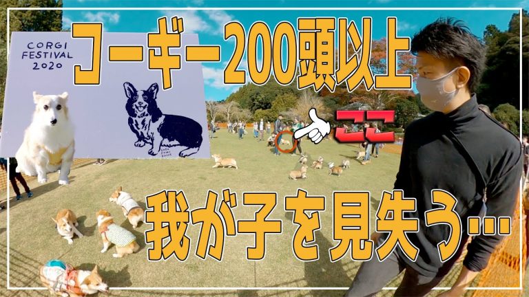 Losing track of your Corgi in a crowd of 200 Corgis and other cute Corgi stories from Japan