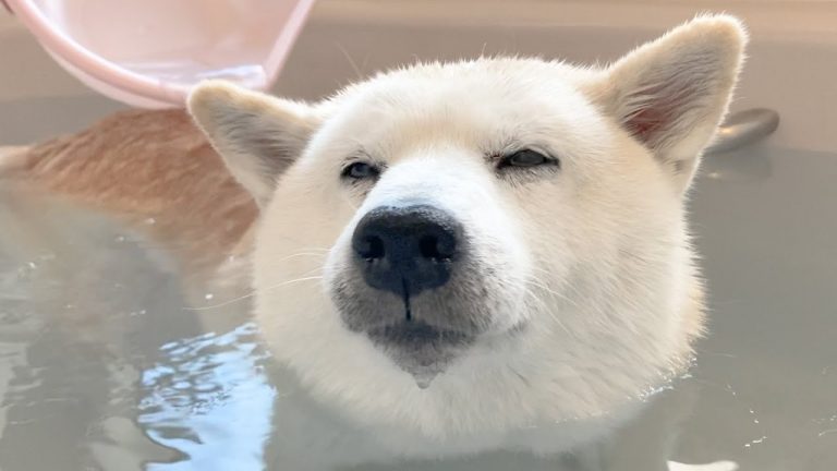 Shiba inu blissfully soaking in a hot bath looks like a gentle polar bear