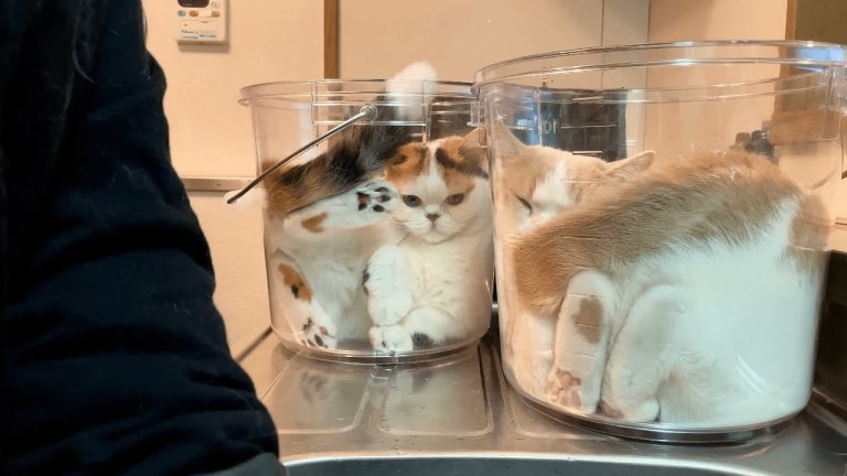 Japan offers more proof that cats are liquid