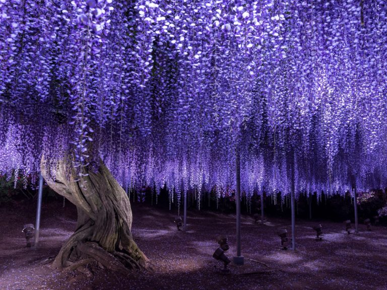 Ashikaga Flower Park’s wisterias bloom early; viewing starts from 15 April 2021