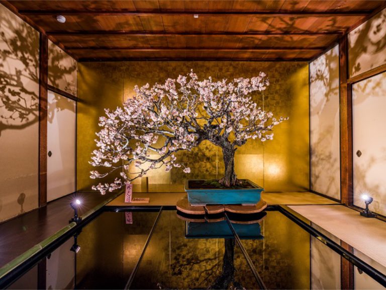 Meet some of Japan’s oldest bonsai trees at this exhibition in Shiga Prefecture