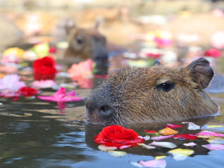 Witness capybaras taking a dip in an onsen this winter at Izu Shaboten Zoo