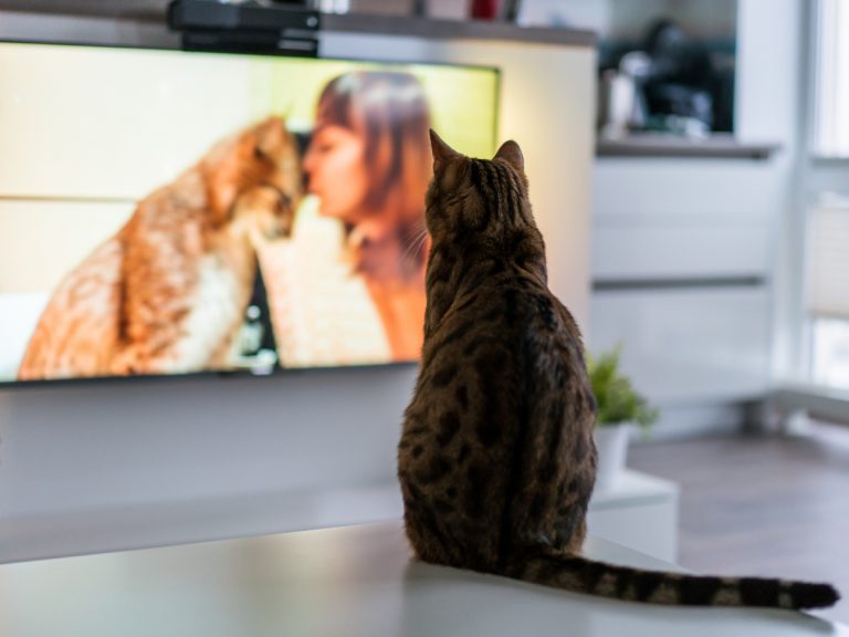 ‘Does your cat watch TV?’ Survey investigates to find out what TV shows cats like best