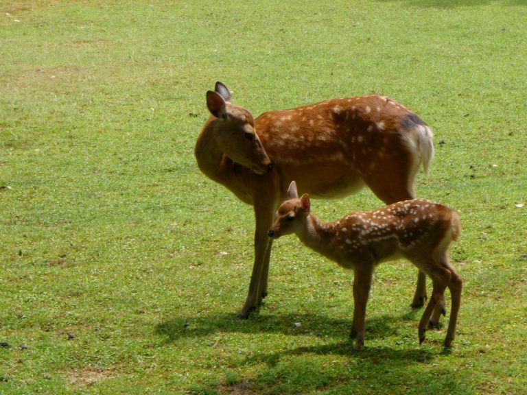 Arrival of baby deer in Nara Park announces the start of the fawning season