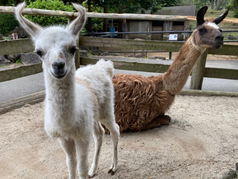 Shizuoka’s Izu Shaboten Zoo welcomes adorable new baby llama