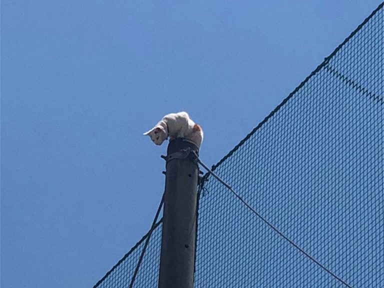 Daredevil cat rescued from extreme climbing stunt