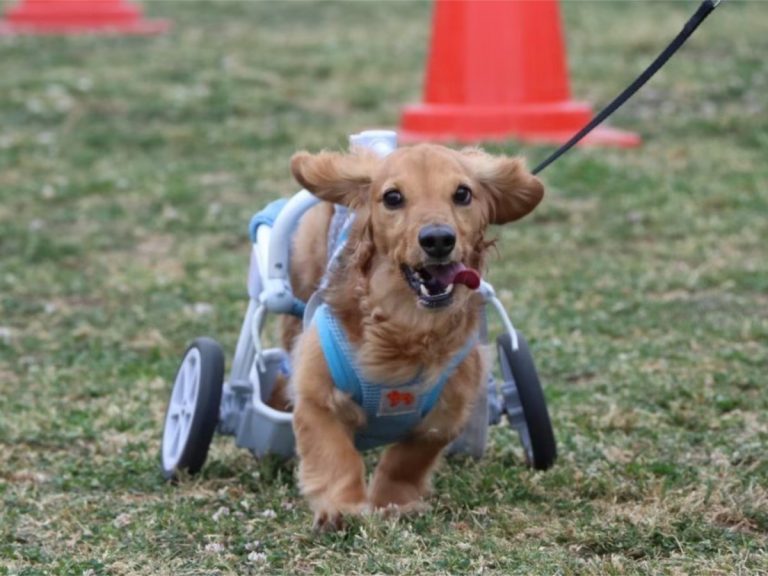 Parasports Festa for Animals 2020: Photo Contest for animals with disabilities