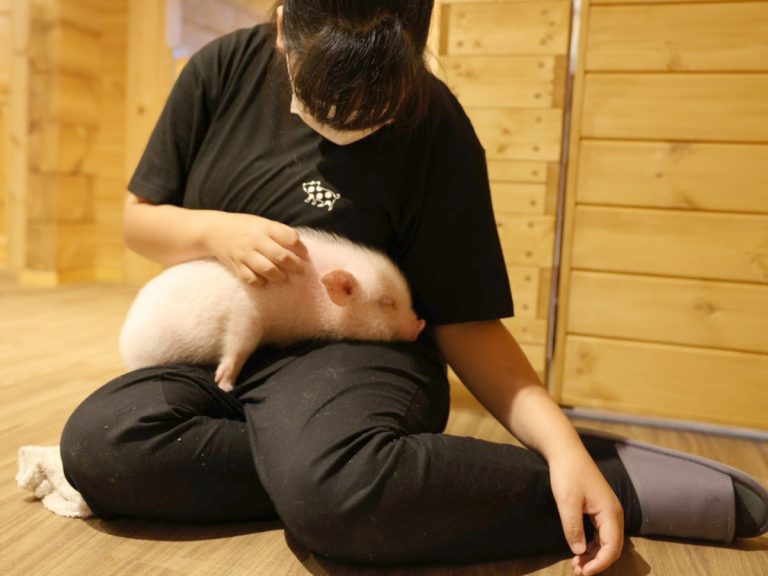 Breaking Boundaries: How one student with a learning disability reignited the spark in staff at a micro pig cafe