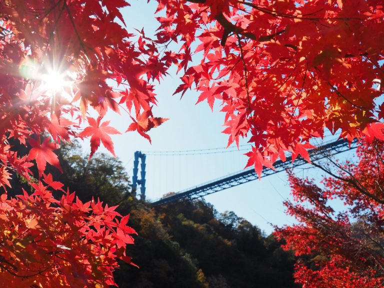 Where to view the red glow of autumn this year: Ibaraki’s Ryujin Otsuribashi