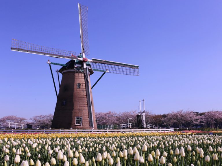Sakura City’s Tulip Festa is back with more than 300,000 tulips in full bloom!