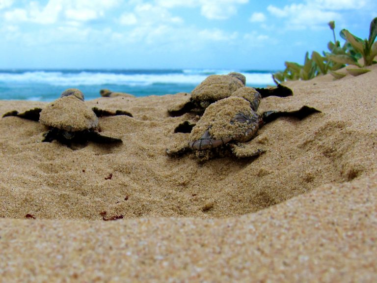 Loggerhead Sea Turtle hatchlings make their way to the ocean in Kamogawa, Chiba