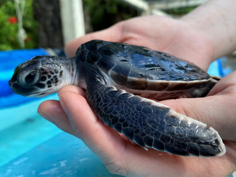 Come and meet Sumida Aquarium’s new baby Green Sea Turtles