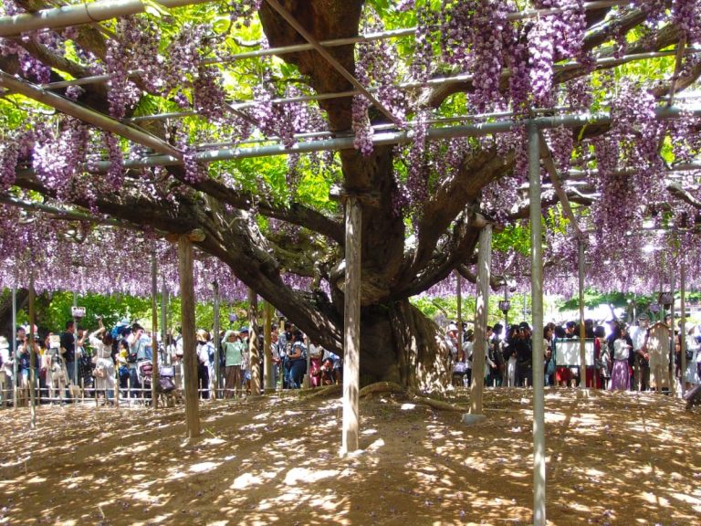 Flowers Removed From 600 Year Old Wisteria Tree In Order To Deter Visitors