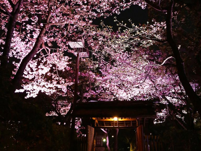 Offer Your Valentine Sakura Chocolates while Viewing Early-Blooming Sakura at Happo-En