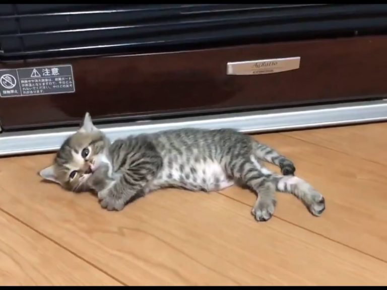 4-week-old kitten warming itself by the stove is too cute!