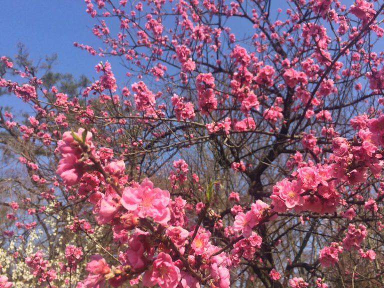 Cherry, Peach, and Plum Blossoms – Can You Tell Them Apart?