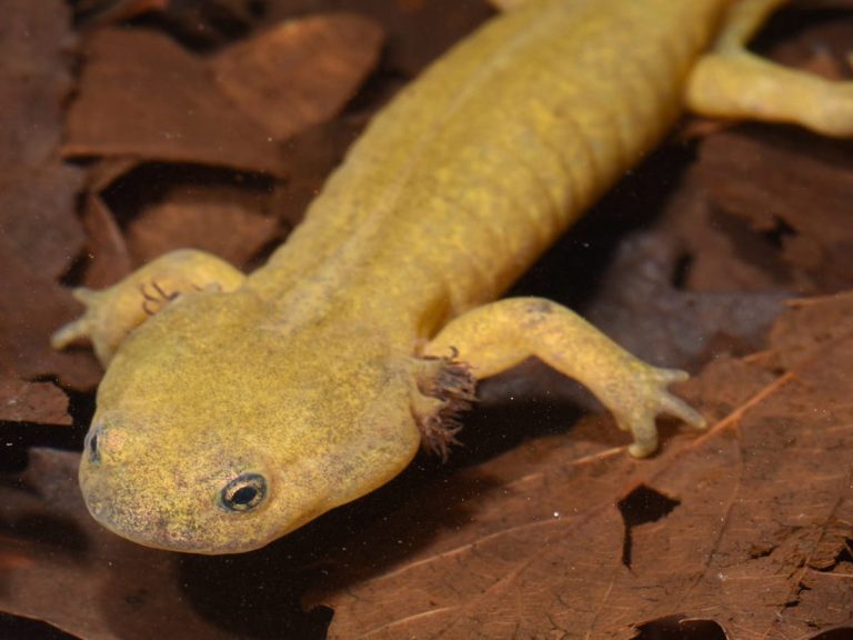Amusing Japanese Amphibian Discovered for First Time in 89 Years