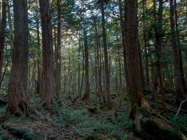 Mountaineer shocked by foul smell in Japan’s “haunted forest”