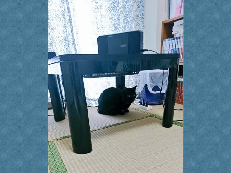 Kotatsu-Loving Cat Stunned By Its Warm Winter Shelter’s Sudden Disappearance