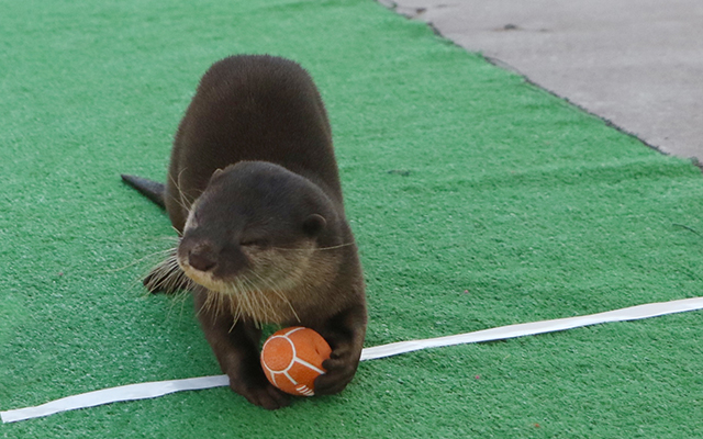 Take a Break From The Cup with Otterly Adorable Rugby Players at Hakkeijima Sea Paradise