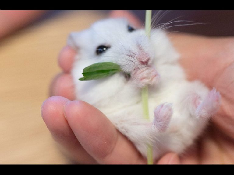 This happy hamster munching on a pea shoot is too adorable for words