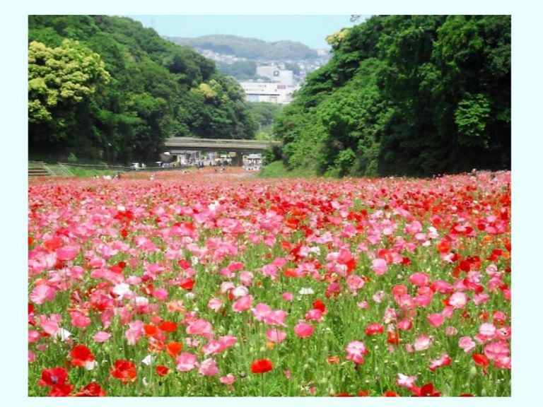 Discover the Sky of Poppies’ Crimson Beauty at the Chichibu Kogen Farm in Saitama Japan
