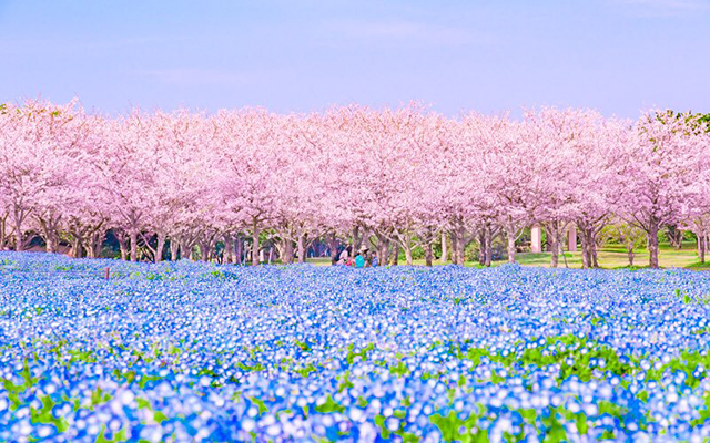 A Beautiful Spring Rhapsody Of Sakura and Nemophila Flowers in Fukuoka Prefecture