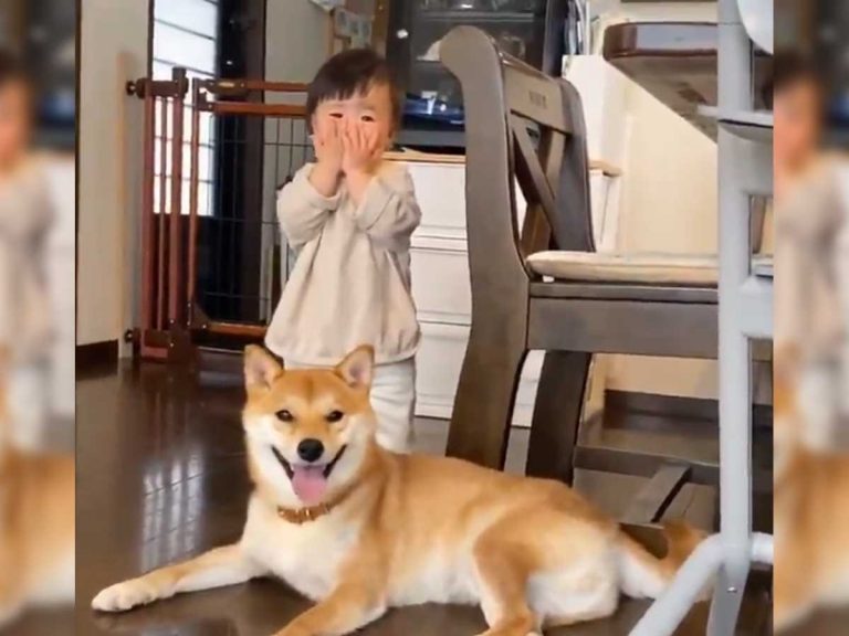 Adorable Shiba dog gets in on the act as little sister plays ‘peekaboo!’