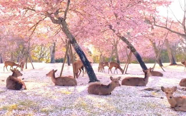 Nara’s famous deer enjoy sea of sakura in breathtaking video