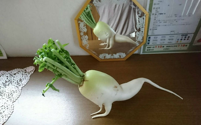 Japan’s viral sexy daikon radishes are evolving and getting ripped with push-ups