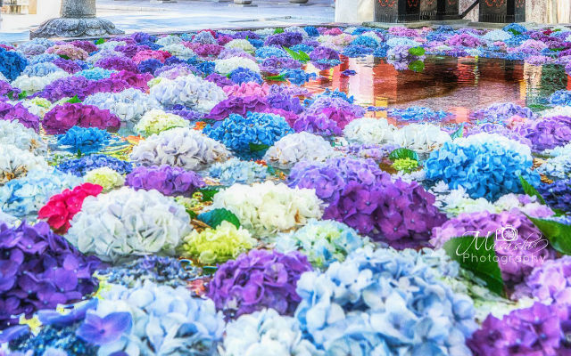 Photographer captures breathtaking floating flowers in purifying fountain at Japanese temple