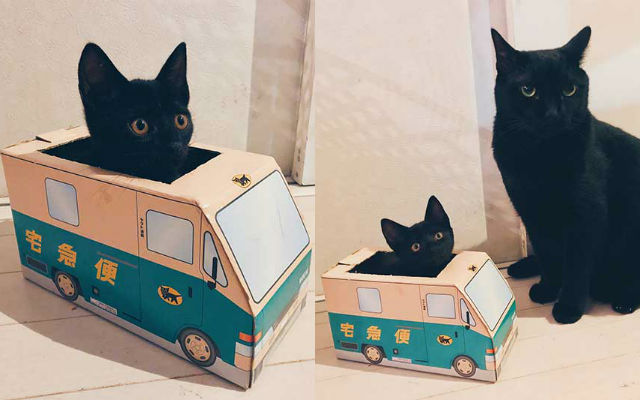 Japan’s “black cat” delivery service gets its most adorable driver with mini delivery truck